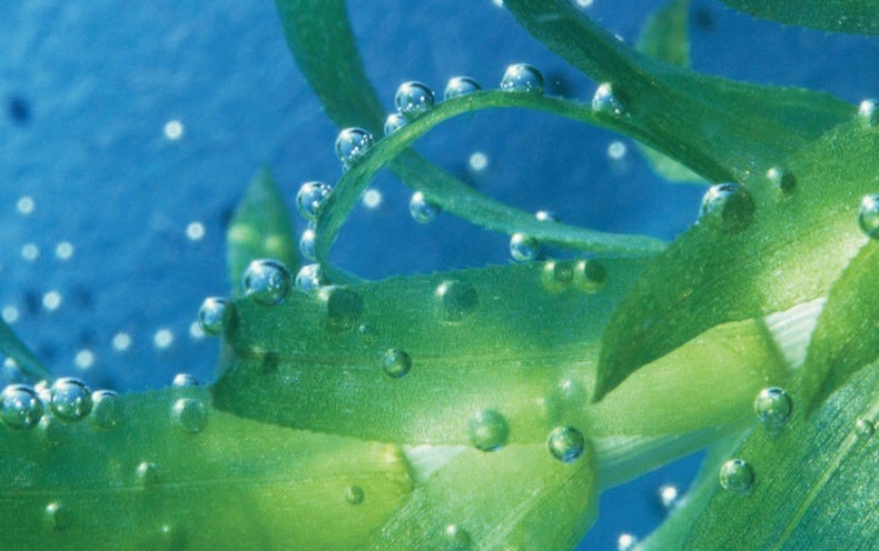 Plant Mobile Components Transform into Glass to Soak Up Sunshine