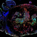 Lab-Developed Monkey Embryos Reveal in 3-D How Organs Start out