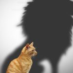 The Dunning-Kruger Result Isn’t What You Consider It Is