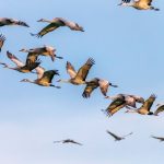 Lots of Fowl Species Are Having Much less Chicks as the Planet Warms