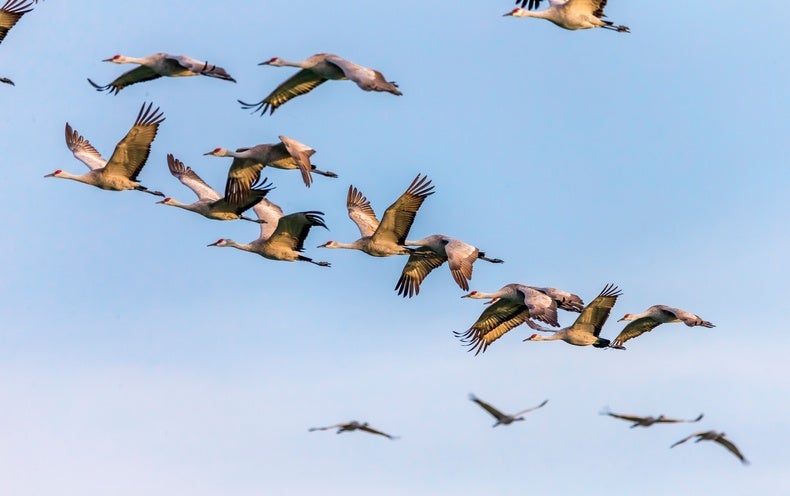 Lots of Fowl Species Are Having Much less Chicks as the Planet Warms