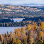 Forest Services Explores Going Trees to Help save Them from Hotter Temperature