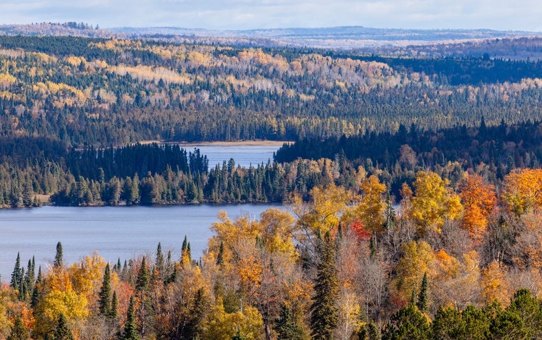 Forest Services Explores Going Trees to Help save Them from Hotter Temperature