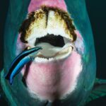 This Very small Fish Can Figure out Alone in Images