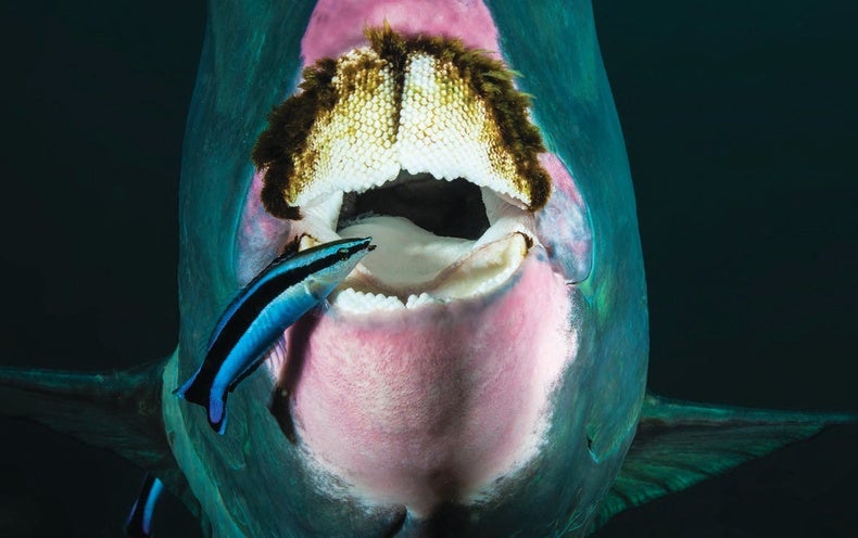 This Very small Fish Can Figure out Alone in Images