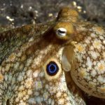 Octopuses Redesign Their Personal Brains When They Get Chilly