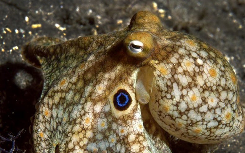 Octopuses Redesign Their Personal Brains When They Get Chilly