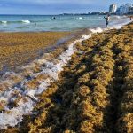 Huge Seaweed ‘Blob’ Could Carry Risky Bacteria