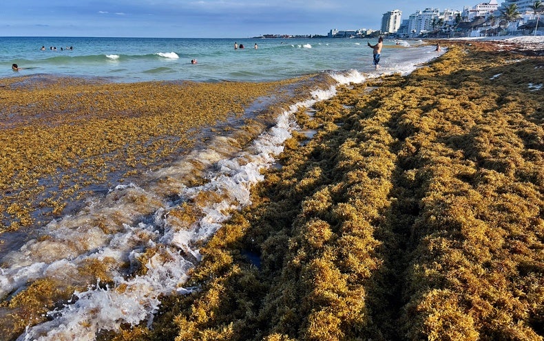 Huge Seaweed ‘Blob’ Could Carry Risky Bacteria