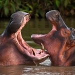 Colombia’s ‘Cocaine Hippo’ Inhabitants Is Even Larger Than Experts Considered
