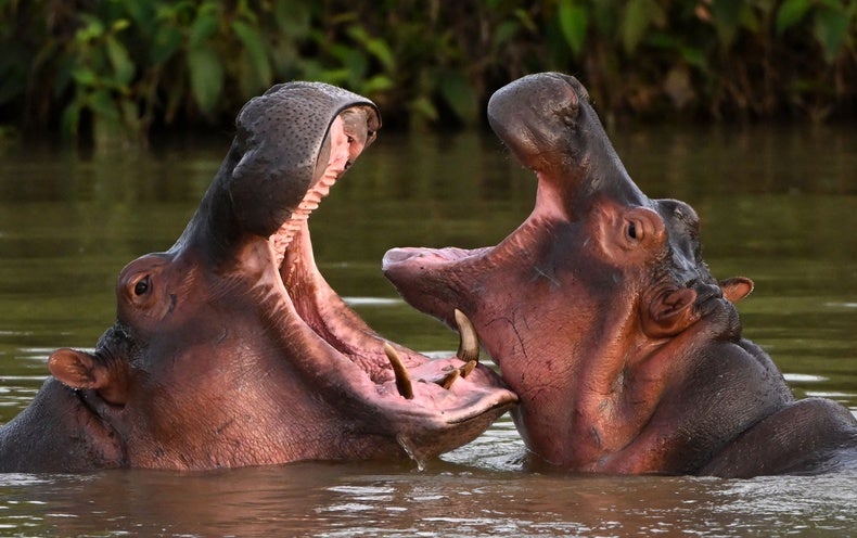 Colombia’s ‘Cocaine Hippo’ Inhabitants Is Even Larger Than Experts Considered