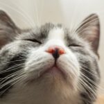 Cat Noses Contain Twisted Labyrinths That Enable Them Independent Smells