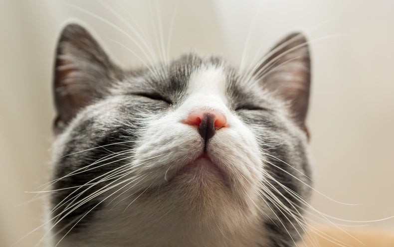 Cat Noses Contain Twisted Labyrinths That Enable Them Independent Smells