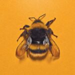 Do Insects Experience Pleasure and Suffering?