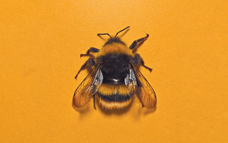 Do Insects Experience Pleasure and Suffering?