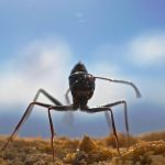 These Ants Are Probably Improved at Navigating Than You Are