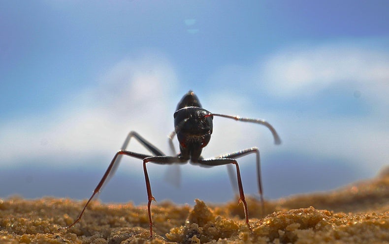These Ants Are Probably Improved at Navigating Than You Are