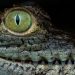 Crocodile’s ‘Virgin Birth’ Is a Initially for Science’s Background Guides