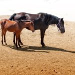 Horses Stand Up to Snooze but Lie Down Perchance to Aspiration