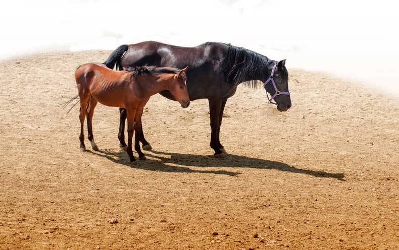 Horses Stand Up to Snooze but Lie Down Perchance to Aspiration