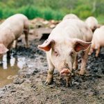 mRNA Vaccines Could Prevent Ailments in Farm Animals