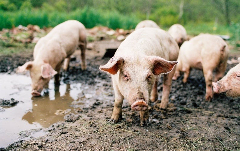 mRNA Vaccines Could Prevent Ailments in Farm Animals