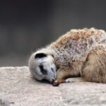 Which Creature Was the First to Get a Nap?