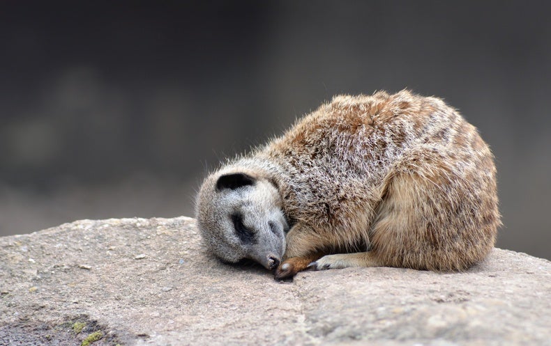 Which Creature Was the First to Get a Nap?