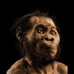 This Little-Brained Human Species May possibly Have Buried Its Useless, Managed Fire and Made Artwork