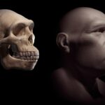 Early Human Ancestors Ate Each Other for Meals, Fossil Leg Bone Indicates