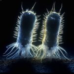 Proof of 1-Billion-Yr-Old ‘Lost World’ of Microbes Identified Beneath Australian Outback