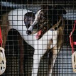 How Greyhound Racing Drove the Evolution of a Superparasite