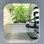 House Farmers of the Long term Might Mature Fungi, Flies and Microgreens