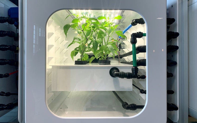 House Farmers of the Long term Might Mature Fungi, Flies and Microgreens