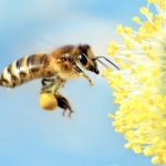 Bees Are Astonishingly Fantastic at Making Conclusions