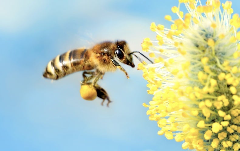 Bees Are Astonishingly Fantastic at Making Conclusions