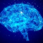 A 25-Calendar year-Previous Wager about Consciousness Has Ultimately Been Settled