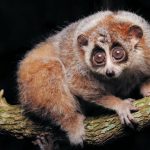 Lovable and Ugly Pygmy Lorises Are Actually Two Distinct Species