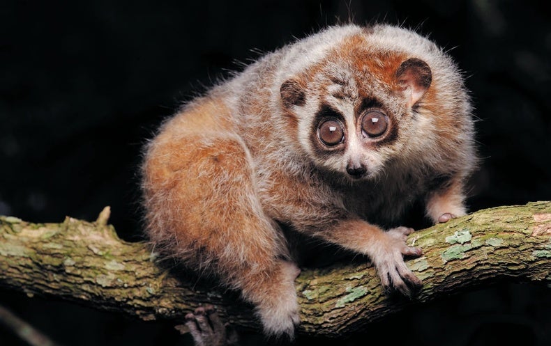 Lovable and Ugly Pygmy Lorises Are Actually Two Distinct Species