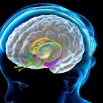 Exactly where Imagination Lives in Your Brain