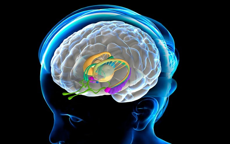 Exactly where Imagination Lives in Your Brain