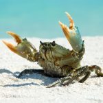 Why Do Animals Maintain Evolving into Crabs?