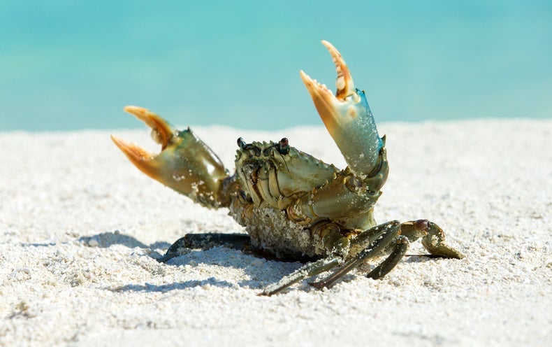 Why Do Animals Maintain Evolving into Crabs?