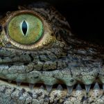 Crocodile’s ‘Virgin Birth’ Is a Initially for Science’s Background Guides