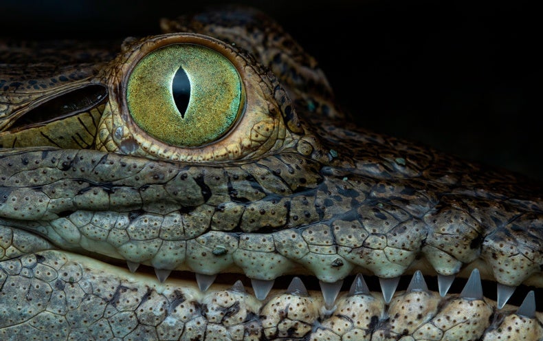 Crocodile’s ‘Virgin Birth’ Is a Initially for Science’s Background Guides