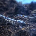 These Salamanders Steal Genes and Can Have up to 5 Extra Sets of Chromosomes