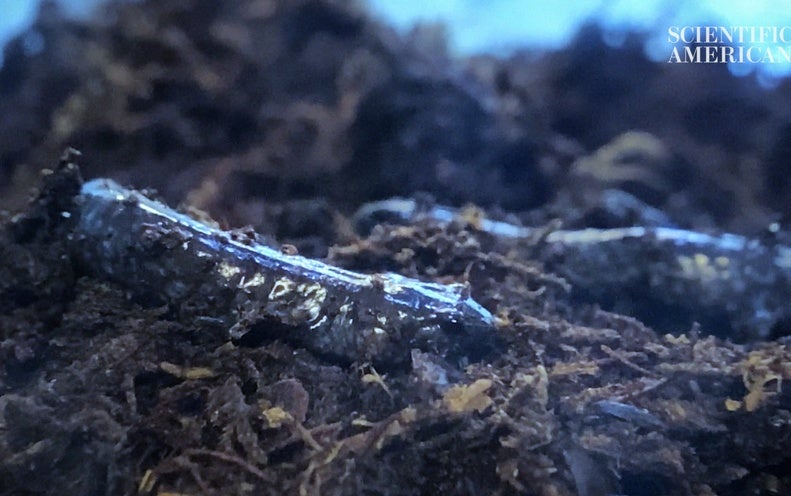 These Salamanders Steal Genes and Can Have up to 5 Extra Sets of Chromosomes