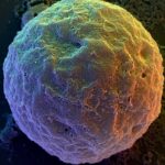 New Human Embryo Designs Spark Pointless Controversy
