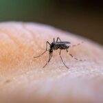 Mosquitoes Carry Nasty Diseases. Here’s How to Protect Yourself