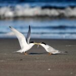 This Seabird Courtship Ritual Is the Romance of the Summer months